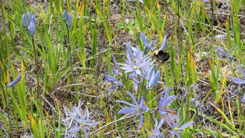 1805 Glacial Heritage 0488.jpg
