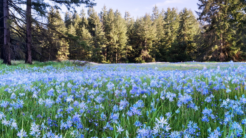 1904 flowers 214.jpg