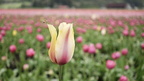 1804 Tulips 0358.2