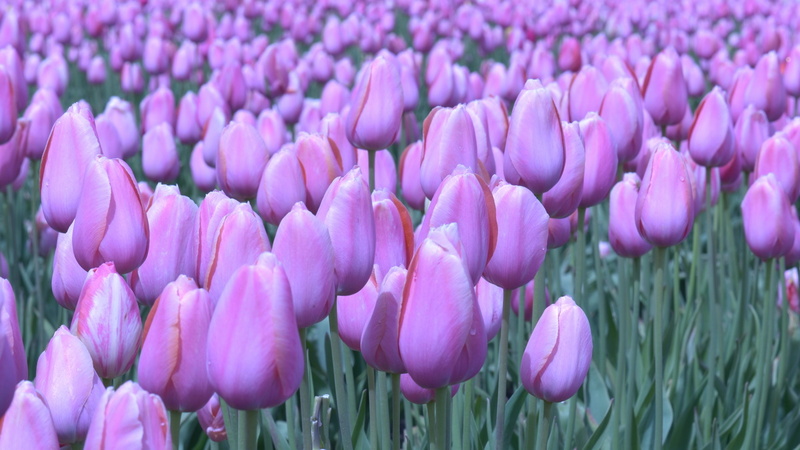 1804 Tulips 0402.1.JPG