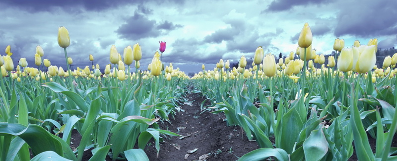 1804 Tulips 0416.2.jpg
