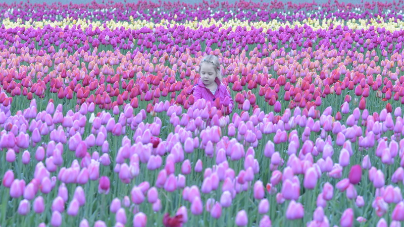 1804 Tulips 0422.1.JPG