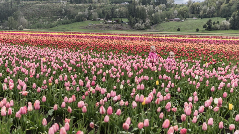 1804 Tulips 0459.jpg