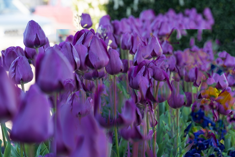1904 flowers 034.jpg