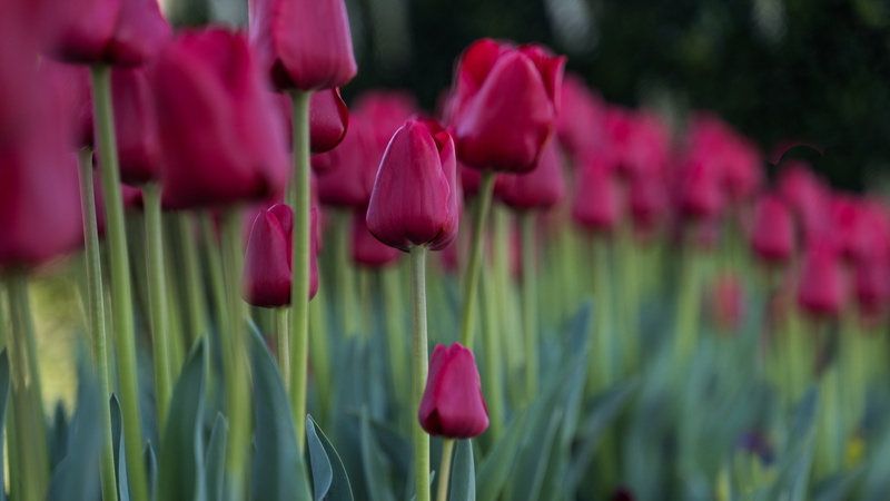 1904 flowers 038.2.jpg