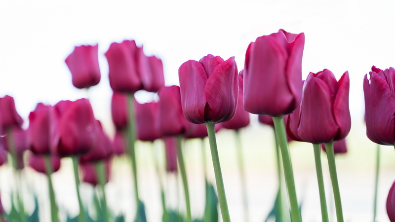 1904 flowers 058.jpg